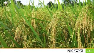 सिंजेंटा संकर धान NK 5251 का है ये कमाल, बढ़िया फसल और स्वाद बेमिसाल