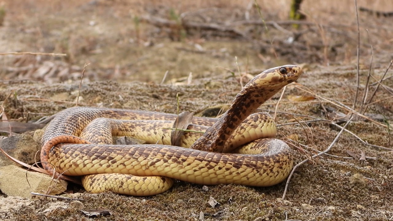 Closeup of a Cape Cobra (Naja nivea) from Cape Town, South Africa