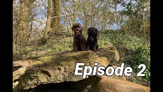 The Adventures of Bo and Pippin | Episode 2