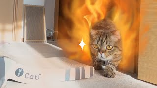 Si Kucing Lulu Bertemu Musuh yang Lebih Kuat! (INDO SUB)