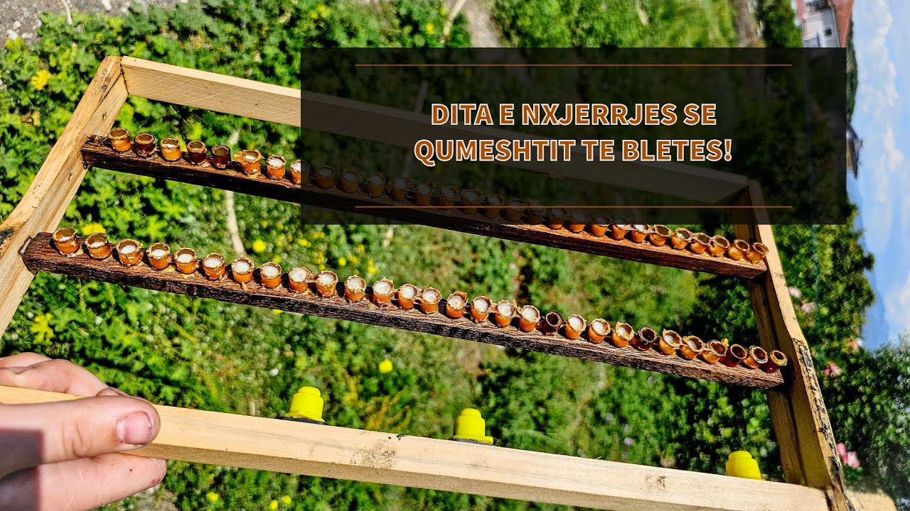 DITA E NXJERRJES SE QUMESHTIT TE BLETES!