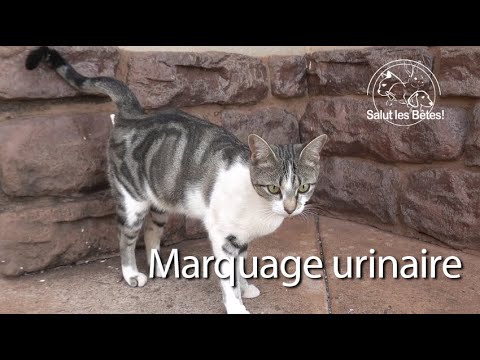 Bêtes Comme Tout Le Marquage Urinaire Des Chats