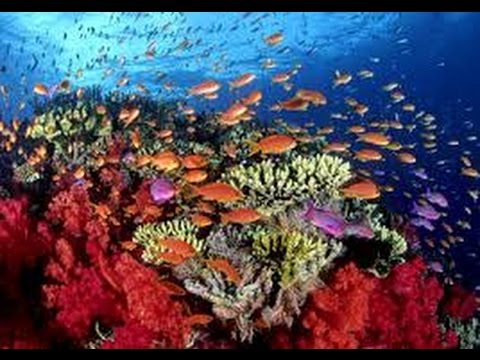  Como Cultivar Corales para Salvar los Arrecifes en el Mar Caribe