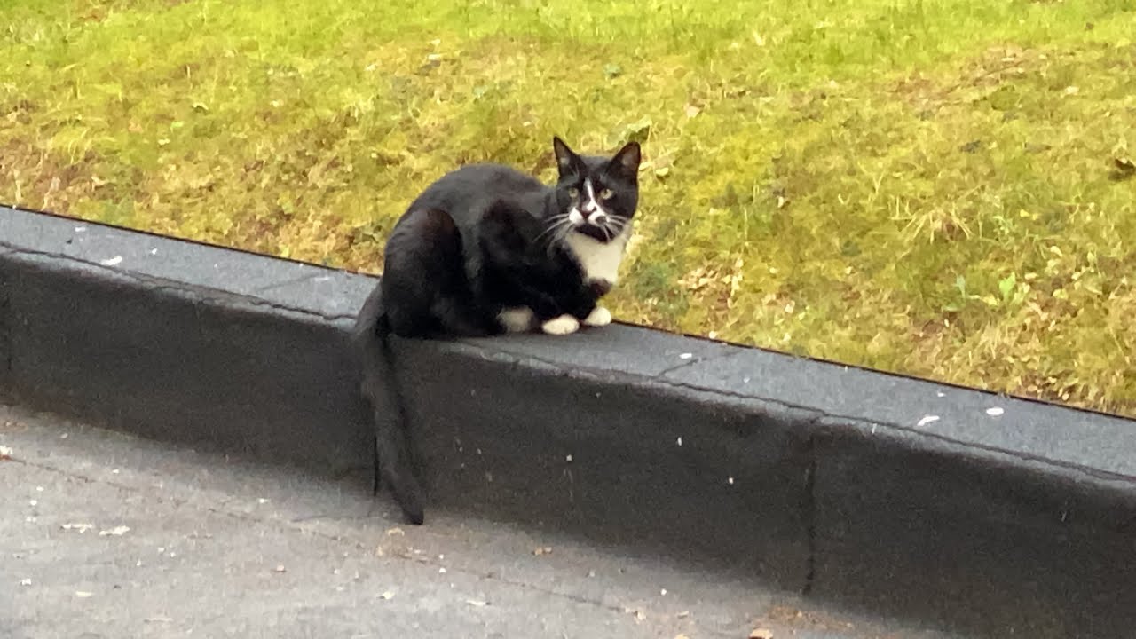 CAT ZOOMING iPhone Triple Camera Test + Zoom YouTube