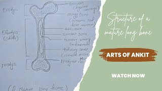 Structure of a mature long bone 🦴 (femur)   || Arts of Ankit || how to Draw?..
