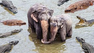 Крокодилы Против Двух Слонов! Сумасшедшие Битвы Животных, Снятые на Камеру