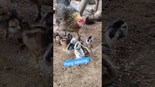 newly chix  pang sabong #ayam #freerangechickens #chicken #farmlife #farming #birdingparadise