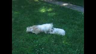 Sang-po tibetan terrier  &   cotton de Tulear playing 046.avi