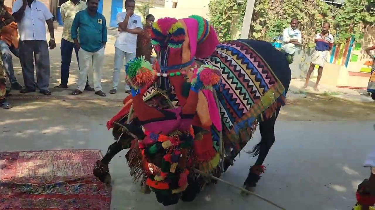 గంగిరెద్దు వాళ్ళ ఆట Gangireddu game in Ukondi Village on the 10th Death day Munugode, Nalgonda