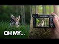 I Finally Saw a Lynx – The Wildlife Encounter of My Dreams