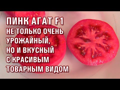 Video: Tomat Pink Bush F1: anmeldelser, bilder av busken, beskrivelse, utbytte, fordeler og ulemper med sorten