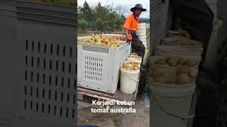 Farm Job In Australia Kerja Kebun Di Australia