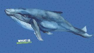 SSE Airtricity | The Eco Explorers Club | What is Biodiversity? Net Worth