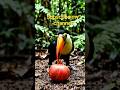 #pomogranate#birds#birdsounds#birdtrend#birdsounds#nature