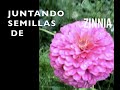 Como Juntar semillas de zinnia y tenerlas para siempre gratis