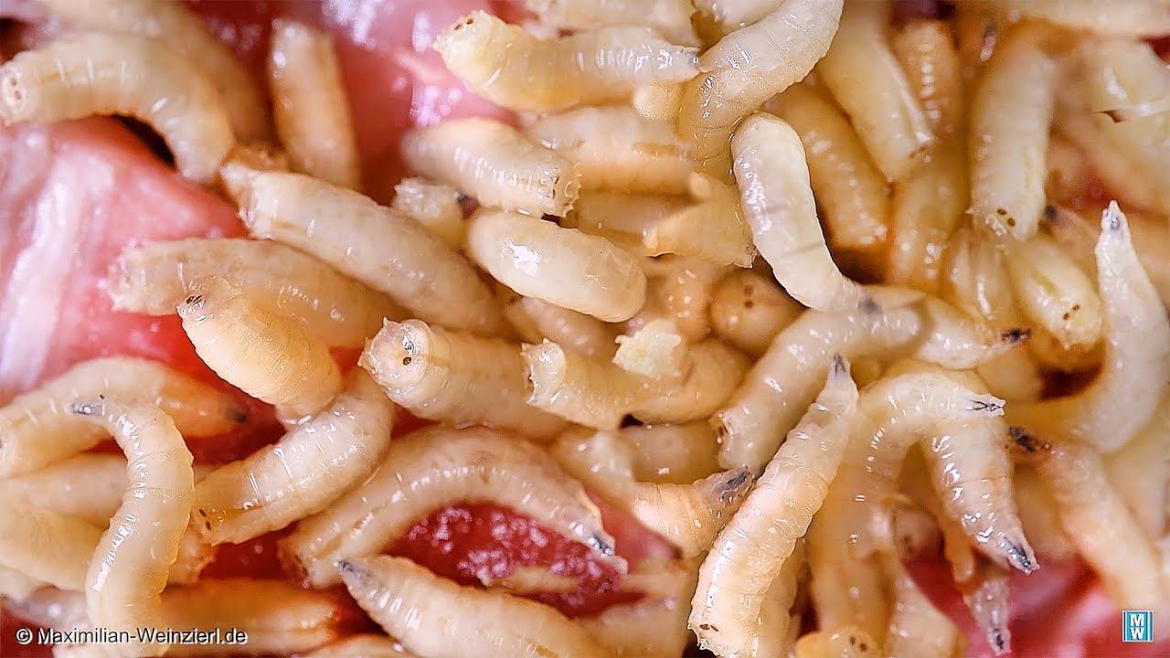 Maggots - our future food ? get used to the view. RECYCLING rotting meat  converted into new protein. 