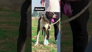 #bullykutta #bullybreed #bullykuttaimportexport #bullykuttaexport #shortsfeed #shorts #short
