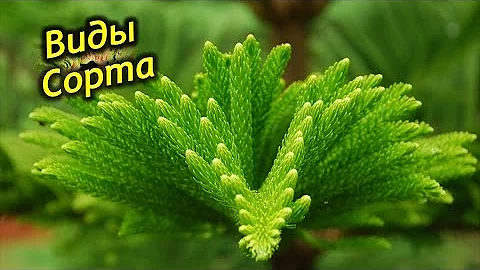 Араукария -  виды и сорта.