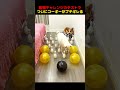 動物チャレンジのテストで、ついにコーギーがブチギレる！
