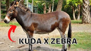 5 Hewan Hasil Perkawinan Silang (Hewan Hibrida)