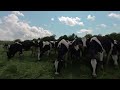 Happy Dairy Cows! VR180 UHD