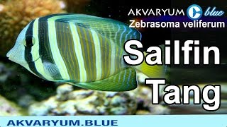 Zebrasoma Veliferum - Sailfin Tang