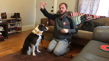 How to Use Counterconditioning to Stop Posa From Reacting to Sounds