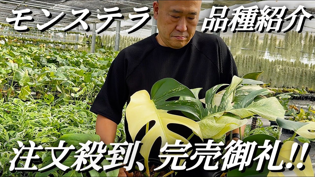 ＃9【いま話題の”推しモンステラ”たちを一挙ご紹介！！】