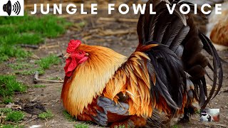 Download Lagu JUNGLE FOWL VOICE | SPECIE OF BIRD | GALLUS | GALLIFORMES | COLOURFUL PLUMAGE | PHEASANT |TRIZZLER| MP3