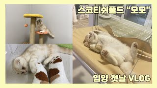 [vlog] 스코티쉬폴드 아기고양이 '모모' 입양 첫날 브이로그 / 개냥이가 될 상이로구나..