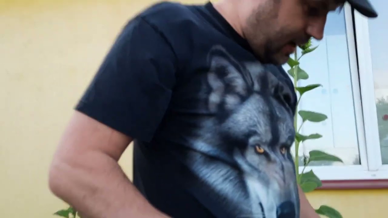 Summer salted cucumbers