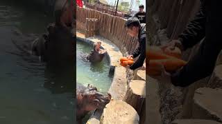 Spring Is Coming To The Zoo To Feed Hippos And Hippos Spring Healing Journey With Animals Hipp
