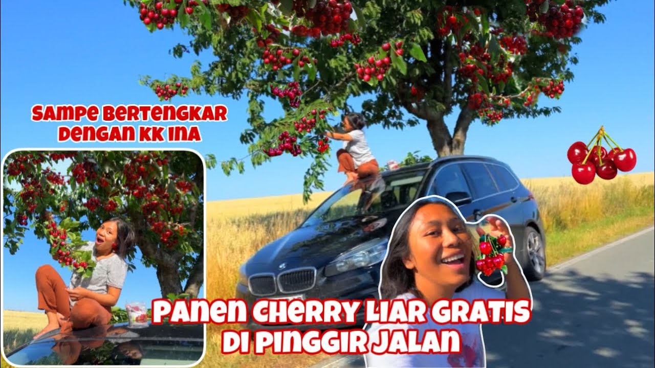 PANEN CHERRY LIAR PINGGIR JALAN BARENG KELUARGA BAHAGIA DI JERMAN