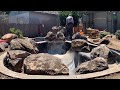 Concrete Koi Pond Build Process
