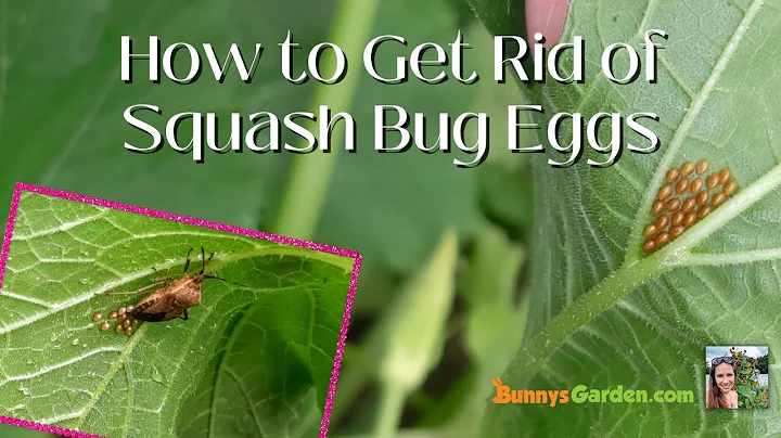 How to Get Rid of Squash Bugs Eggs - HINT: Use Tape!!!