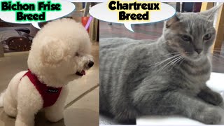 Chartreux Cat | Bichon Frise Dog |ChartreuxCatBreed | BichonFriseDogBreed