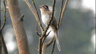 Tapera naevia Canto