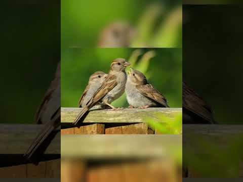 Meditasyon kuş serçe sesi huzur sakinlik