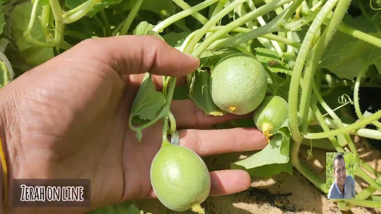 اهم فيديو عن  الكنتالوب والشمام لزياده العقد