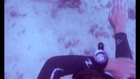 The SSI/ Save Koh Tao Ecological Monitoring Program