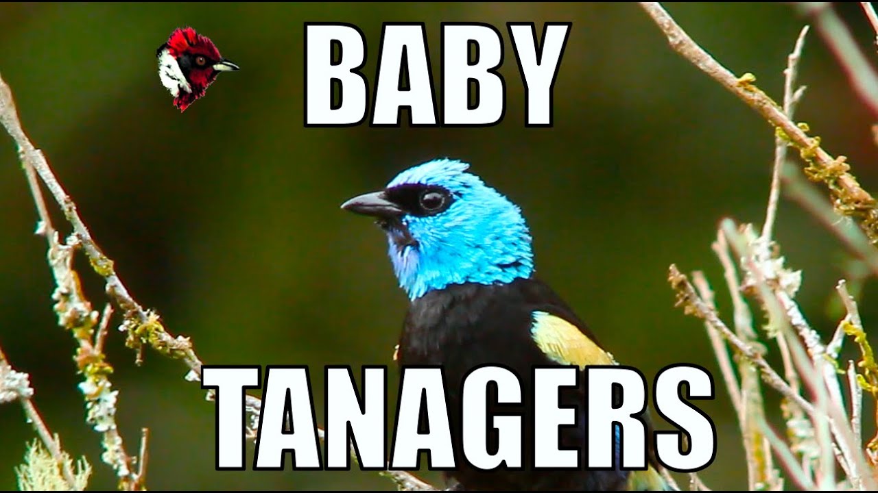 Blue-necked Tanager, from hatchlings to fledglings - Biodiversity