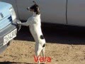 perra VERA Bodeguera , en Añora Cordoba perro ratonero. never ending story-.wmv
