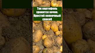 Так картофель хранится вечно. Простой копеечный способ #огород #сад #картошка #дача #хранение