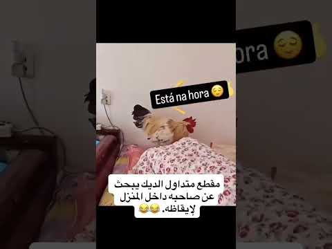 عندما يبحث الديك على صديقه لإيقاضه اكسبلور  شورتس