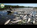 Asian Carp Are Disappearing in US Rivers — The Real Predator Was Unexpected