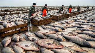 How America Turned a Monster Fish Into a Billion-Dollar Industry