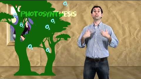 Greenhouse effect, the carbon cycle and climate change