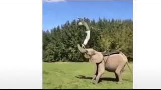 Сальто с слоном 🐘