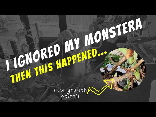 I Stopped Caring for My Monstera  Then This Happened #monstera  #propagation #indoorplants - YouTube