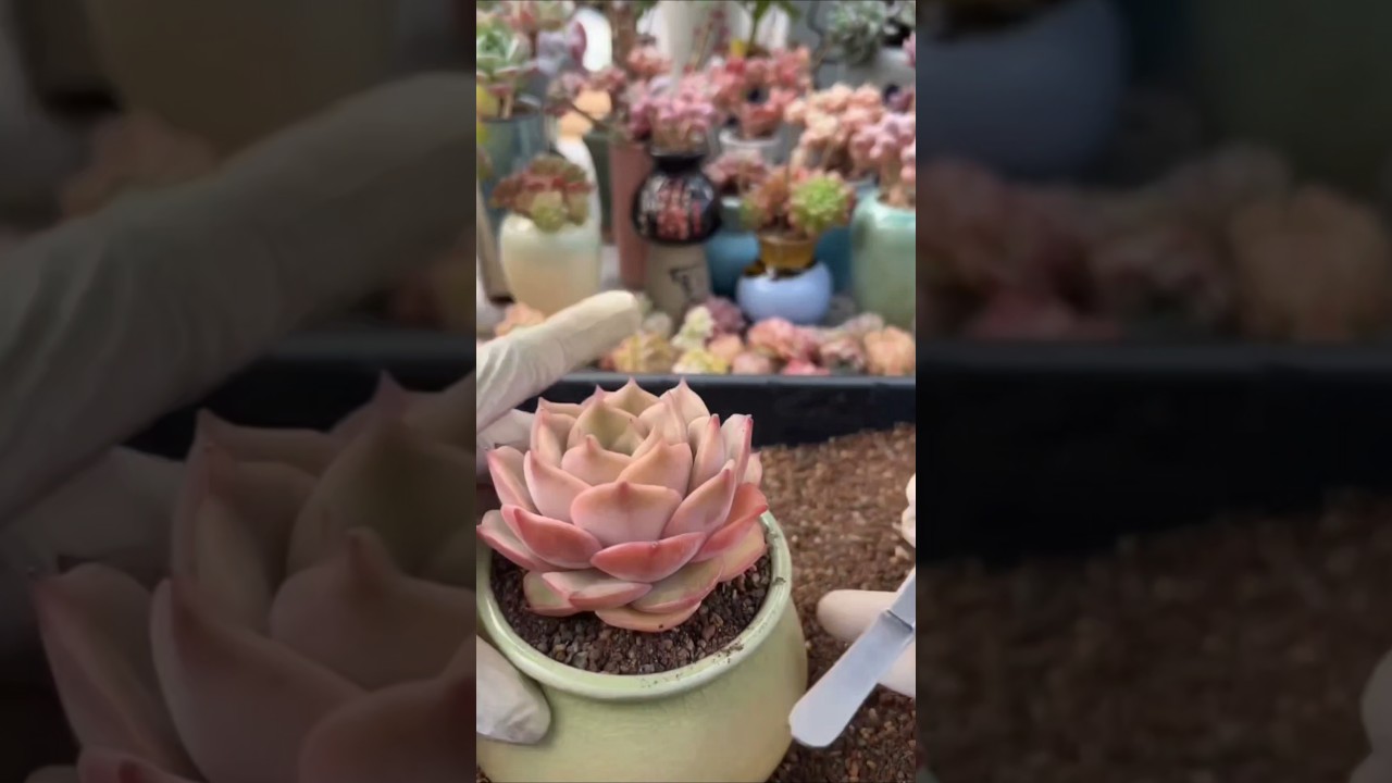 Very Simple How To Growing & repotting Succulent Plants For The Beginners | 多肉植物 | 다육식물 #977